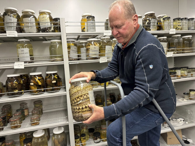University of Michigan slithers  toward history with massive  acquisition of jarred snake specimens